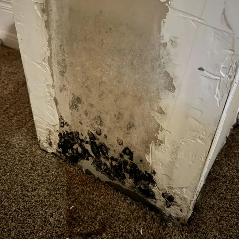 Professional Mold Removal in Augusta, GA
